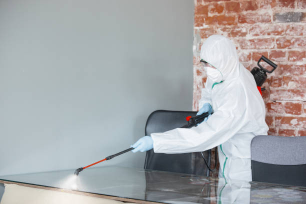 Mold Removal Services